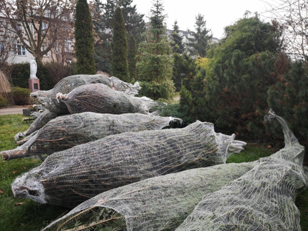 Coraz bliżej finał naszej radiowej akcji rozdawania choinek 2 ga3Ag1kj