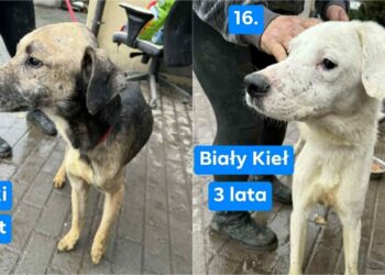 fot. OTOZ Animals - inspektorat Tarnów