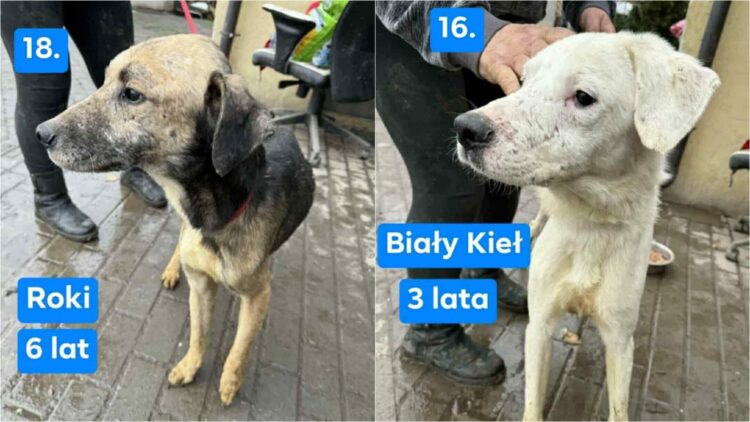 fot. OTOZ Animals - inspektorat Tarnów