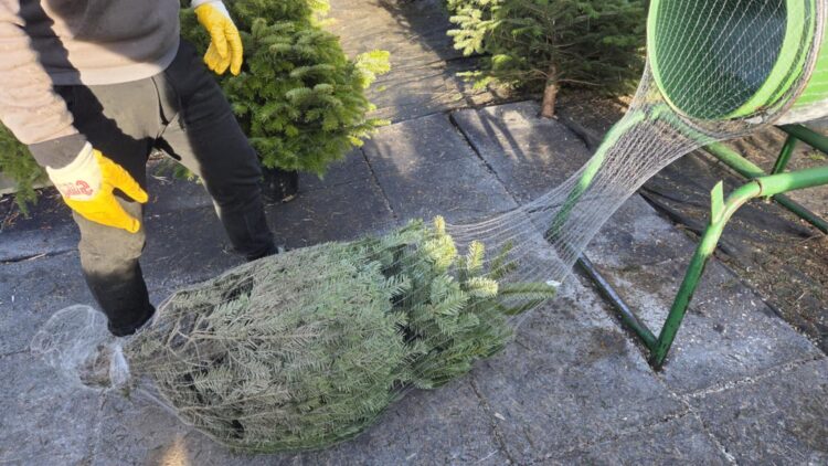 Choinka na dachu samochodu? Policja radzi jak bezpiecznie przewieźć drzewko 1 jpl7nOno