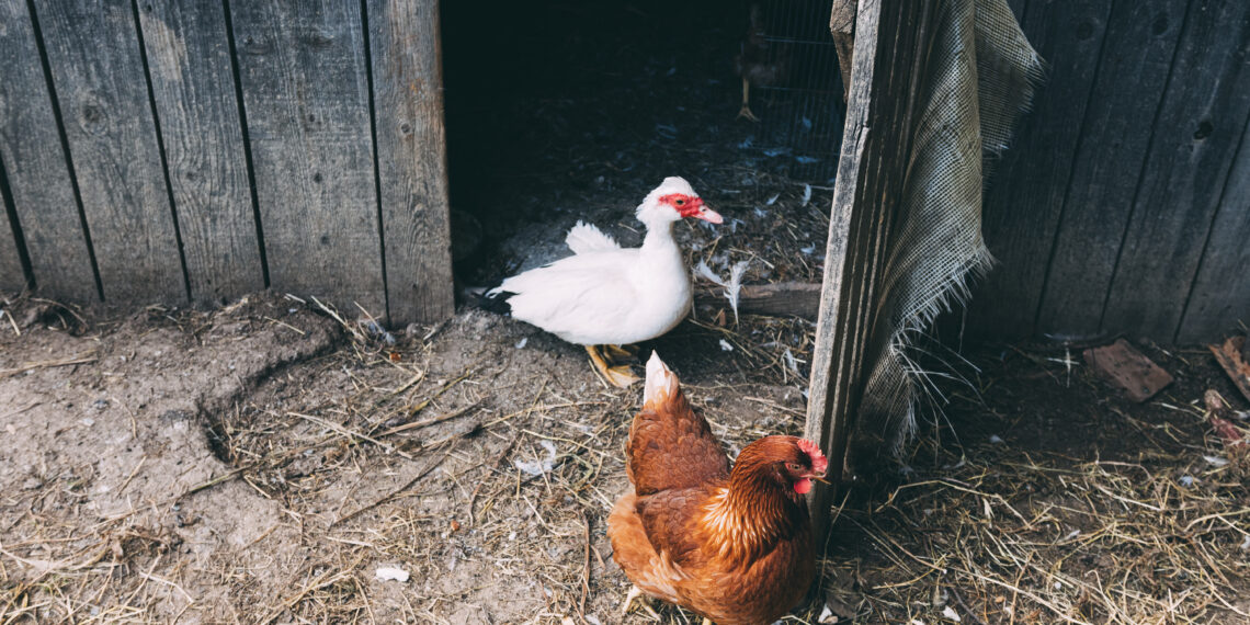 koncepcja gospodarstwa z dwoma kurczakami