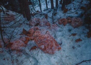 fot. Nadleśnictwo Krościenko