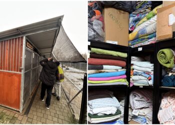 schronisko pieski pomoc zima