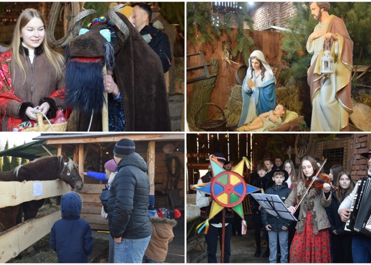 zywa szopka biegonice