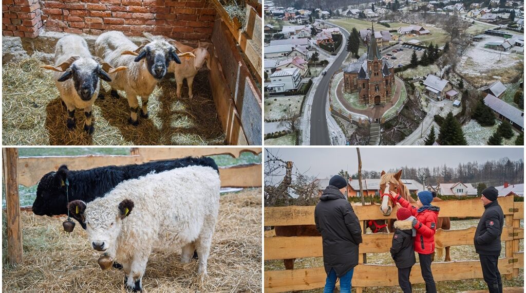 zywa szopka biegonice 2025