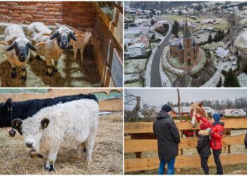 zywa szopka biegonice 2025