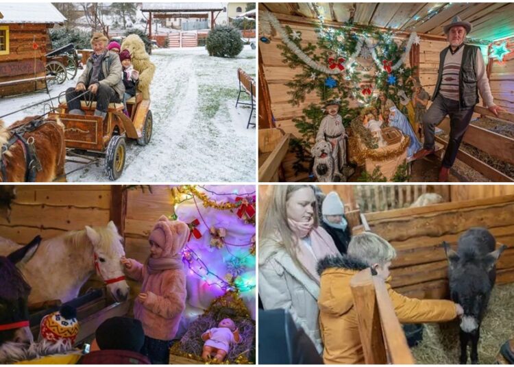 zywa szopka zeleznikowa