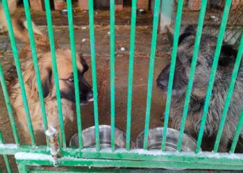 fot. archiwalne RDN (z dn. 08.01.2026r.)