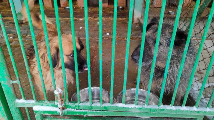 fot. archiwalne RDN (z dn. 08.01.2026r.)