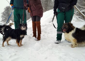 psy na zdjęciu od lewej: Lolek, Lucy, Ząbek