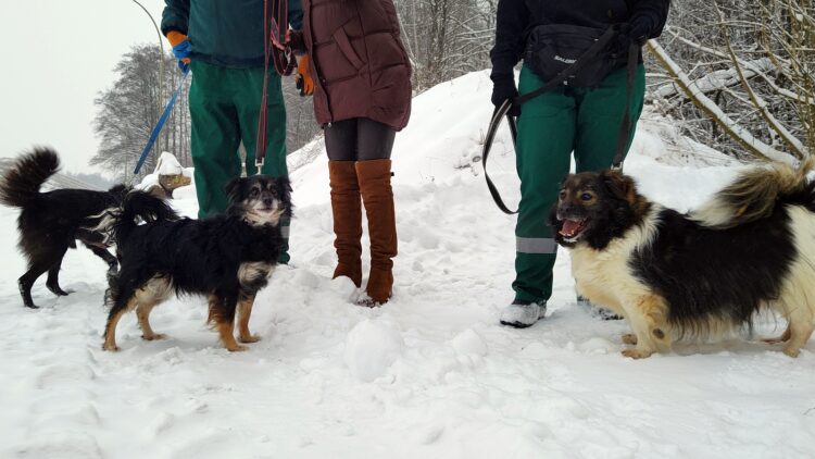 psy na zdjęciu od lewej: Lolek, Lucy, Ząbek