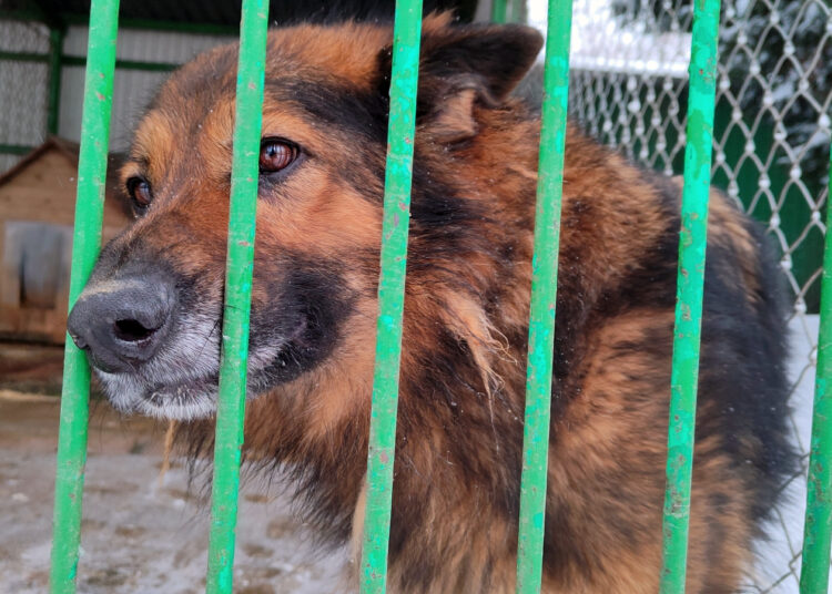 Vera. W Azylu od września 2024