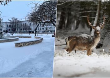 fot. Rynek w Żabnie - RDN/freepik.com