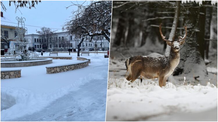 fot. Rynek w Żabnie - RDN/freepik.com