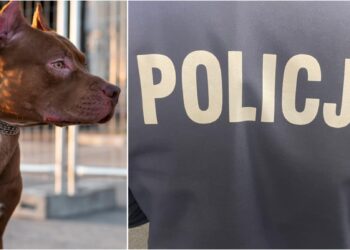 fot. zdjęcie ilustracyjne/freepik