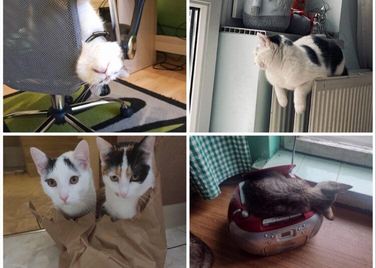 zdj. przesłane przez słuchaczy radia