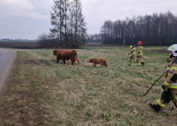 fot. KM PSP w Tarnowie