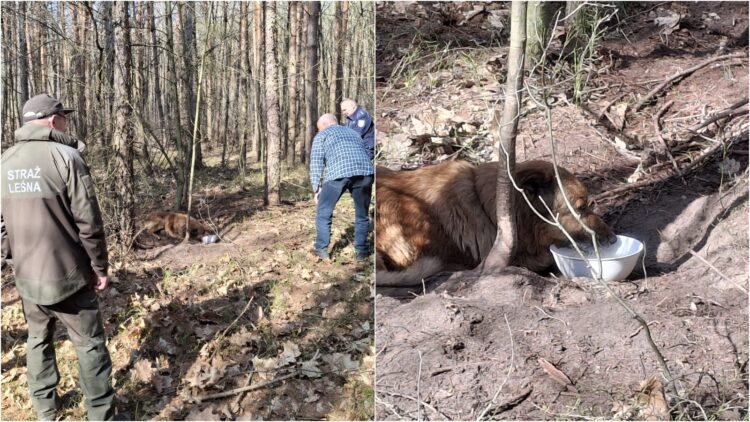 fot. fb: Nadleśnictwo Dąbrowa Tarnowska