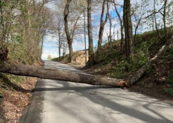 fot. powalone na drogę drzewo w Rzuchowej/112Tarnow.pl Tarnowski Portal Ratowniczy