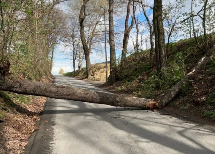 fot. powalone na drogę drzewo w Rzuchowej/112Tarnow.pl Tarnowski Portal Ratowniczy