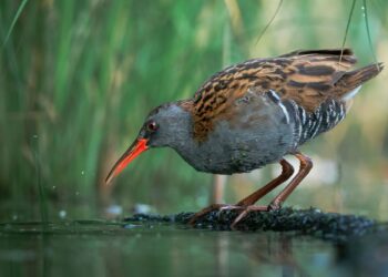 fot. Muzeum Ziemi Tarnowskiej