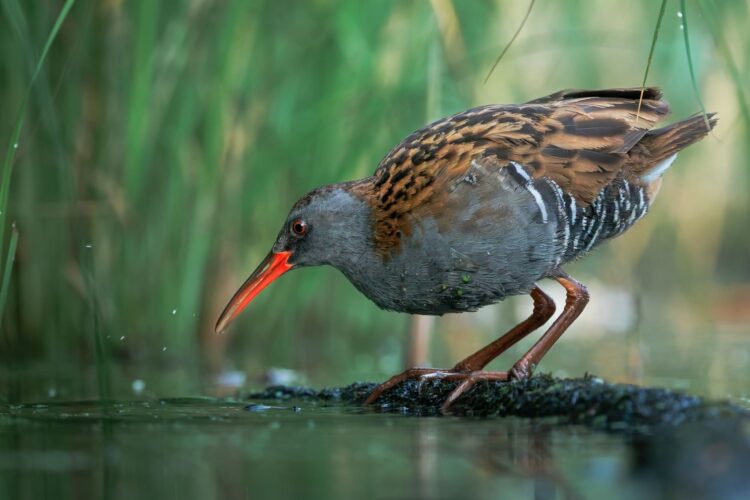fot. Muzeum Ziemi Tarnowskiej