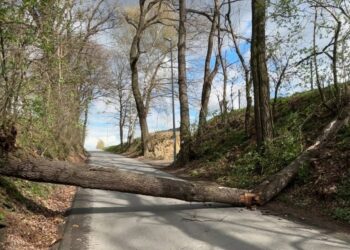 fot. Na zdjęciu powalone drzewo w Rzuchowej/112Tarnów.pl Tarnowski Portal Ratowniczy