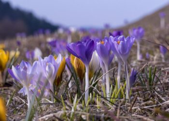 fot. Miasto i Gmina Uzdrowiskowa Muszyna