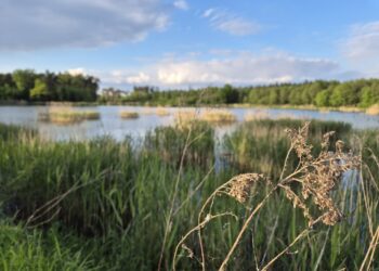 fot. Nadleśnictwo Dąbrowa Tarnowska, Lasy Państwowe