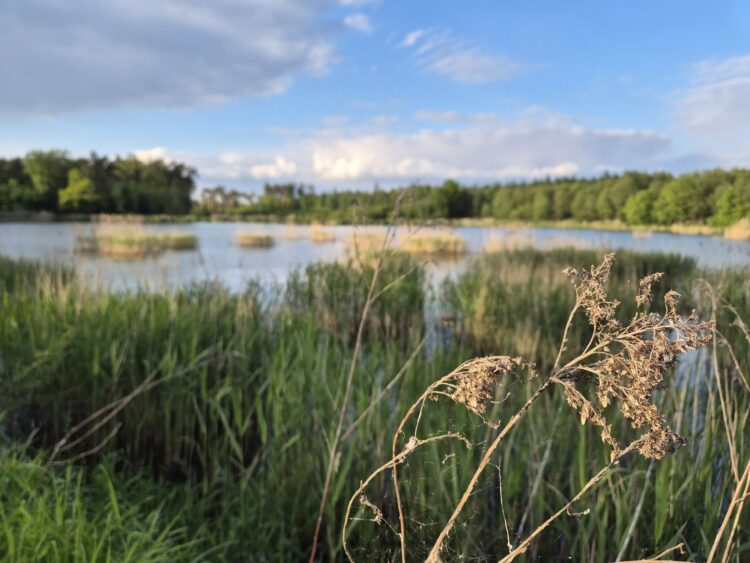 fot. Nadleśnictwo Dąbrowa Tarnowska, Lasy Państwowe