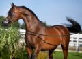 fot. Klikowa Arabians