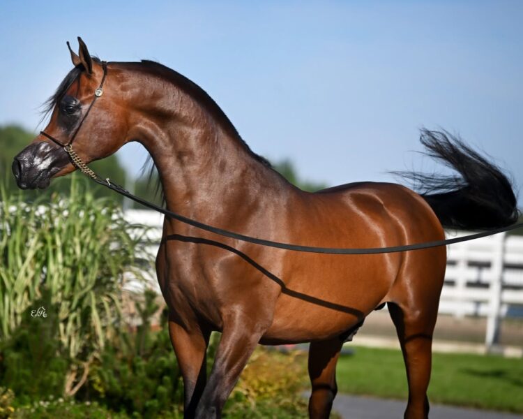 fot. Klikowa Arabians