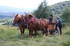 cisowy_dzial093