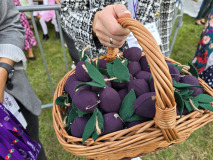 Święto Suszonej Śliwki w gminie Iwkowa