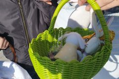 swiecenie_pokarmow_niskowa-15-scaled