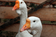 aa_IMG_5846_bb
